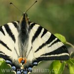 Tip na výlet: Motýlárium ve Voticích